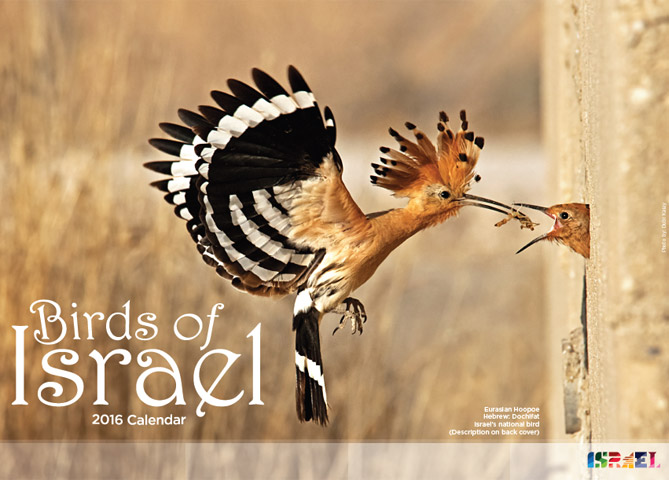 Birds of Israel - 2016 Calendar